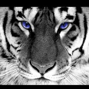 Meet your Posher, Neil